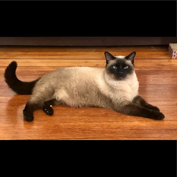 Meet your Posher, Allison - Picture 5 of 8